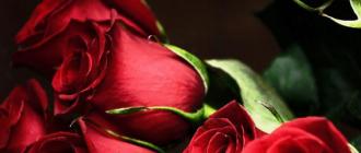 Что означают красные розы по сонникам — нюансы расшифровки