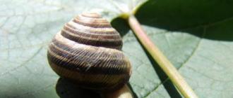 Съедобные моллюски — улитки и пресноводные мидии Очищение желудочков улиток с помощью диеты