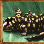 Salamander talisman: tarixi, tumorning ma'nosi, qo'llanilishi